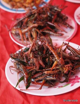 insect food
