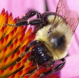 bee