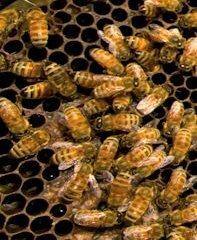 bees